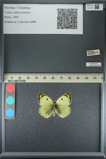Media type: image;   Entomology 184587